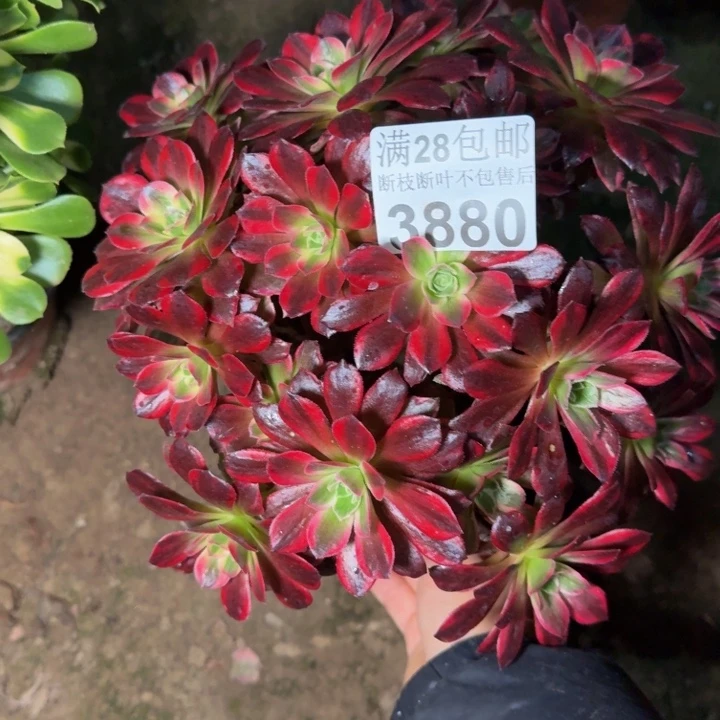 3880安娜多肉植物