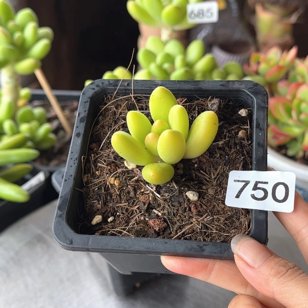 750号 一物一拍 一物一拍