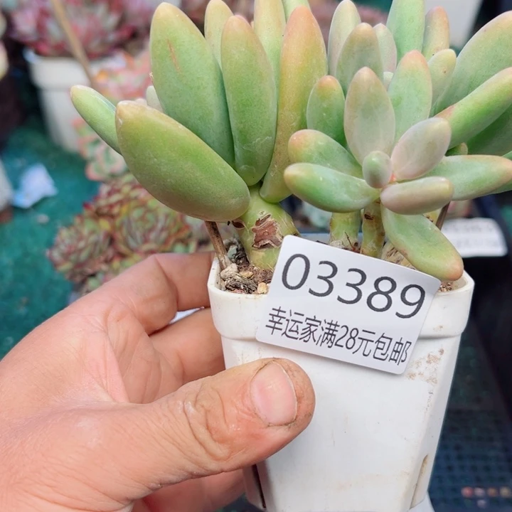 幸运的是我没有遇到过幸运