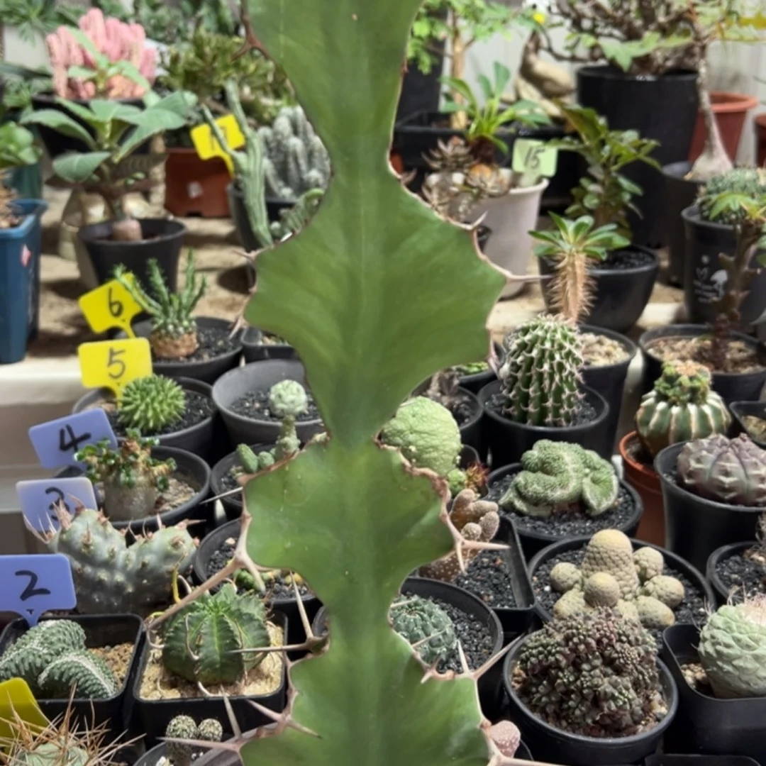 大缠麒麟脱土11111111