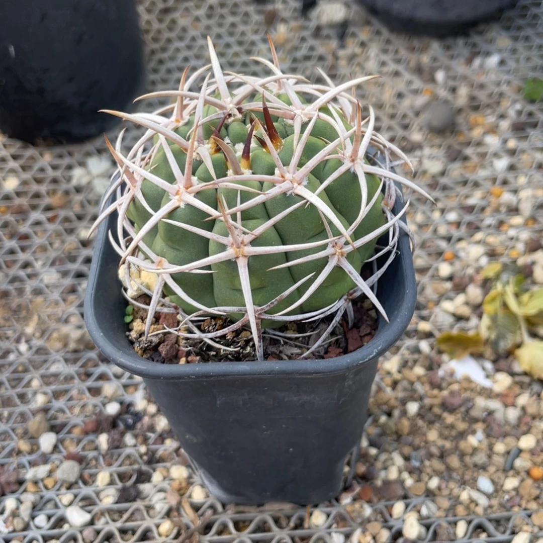 无花朵仙人球1111111