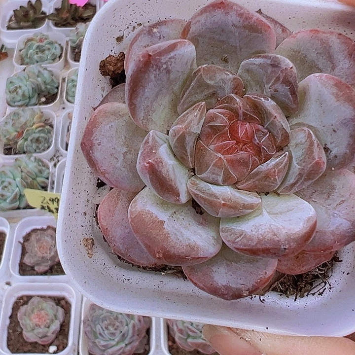 厚叶冰魄19包邮多肉植物