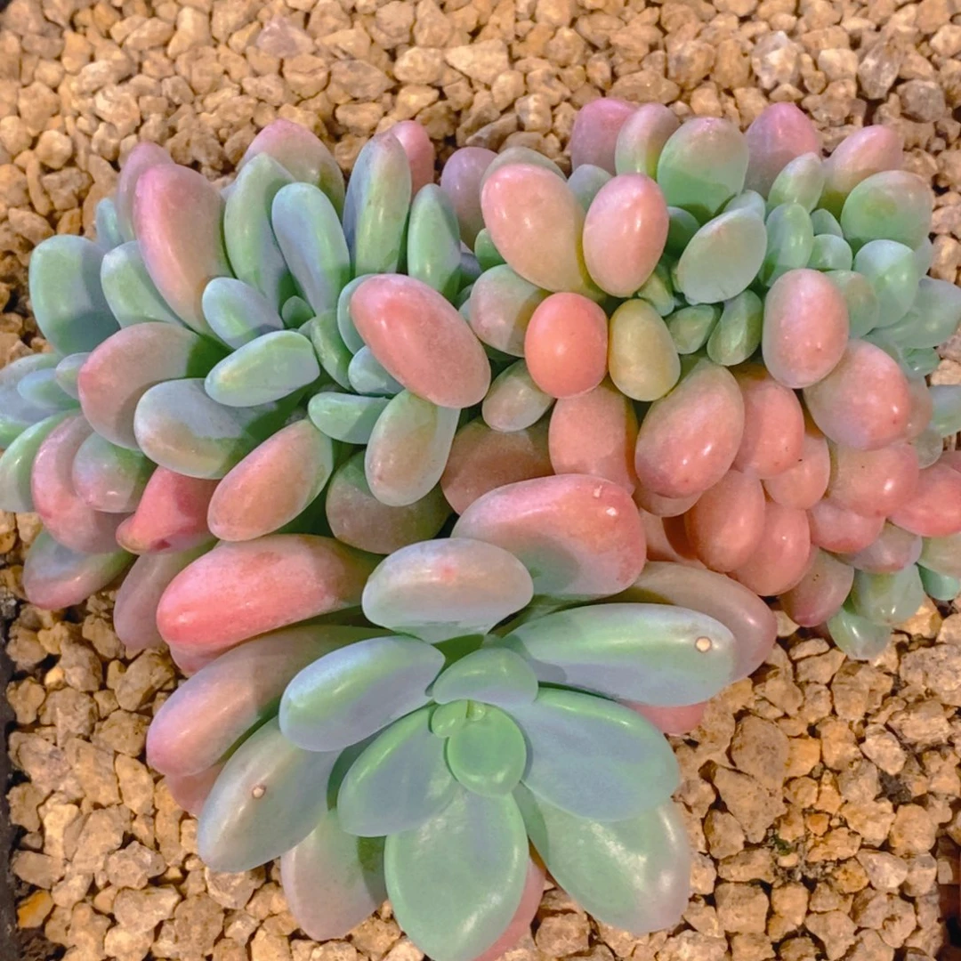 茄*111111111111111111111111