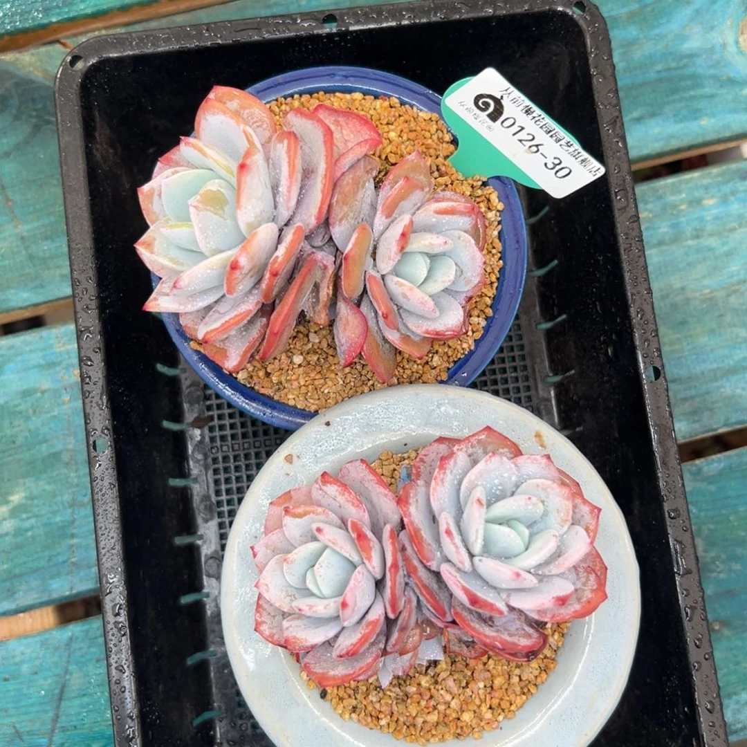 多肉一物一拍0126-30