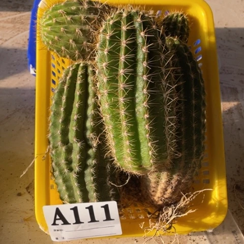瑕疵种子苗a 111
