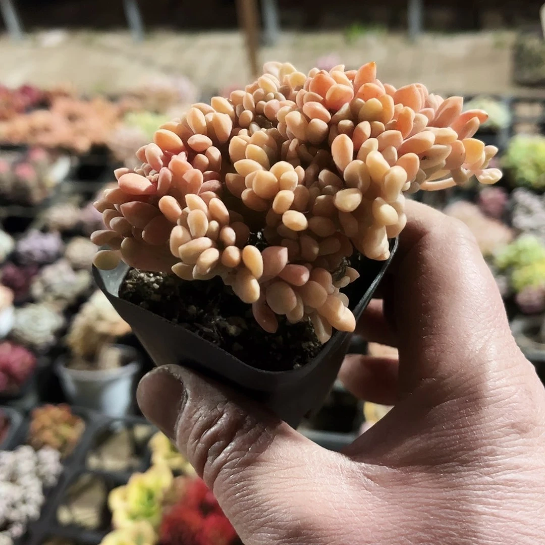 ?*?91多肉植物提取萃取剂