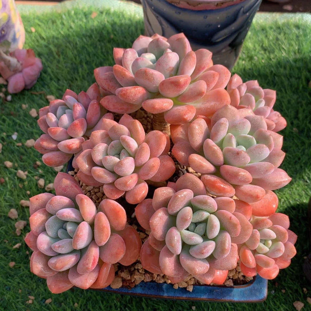 花瓣鹿16 公分一物一拍