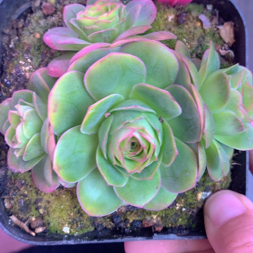 【闪购商品】yjj192流沙群