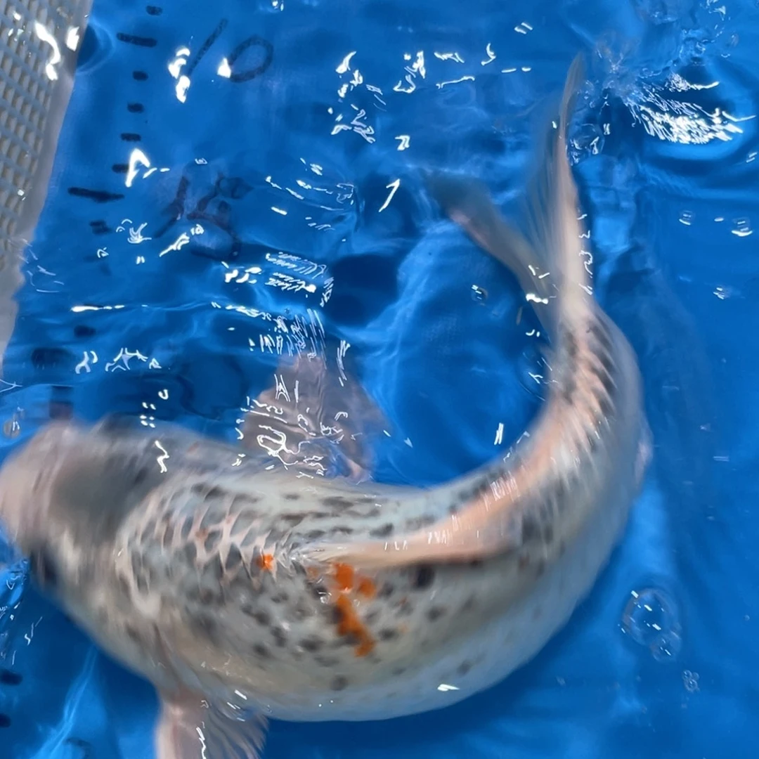 锦鲤锦鲤包邮包售后