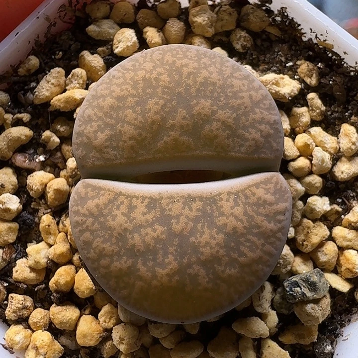 生石花111112。 327