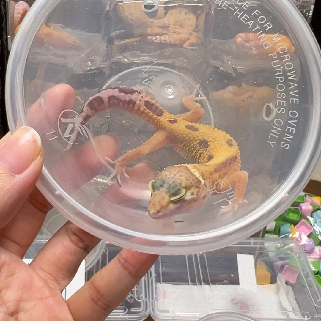 睫角守宫豹纹守宫