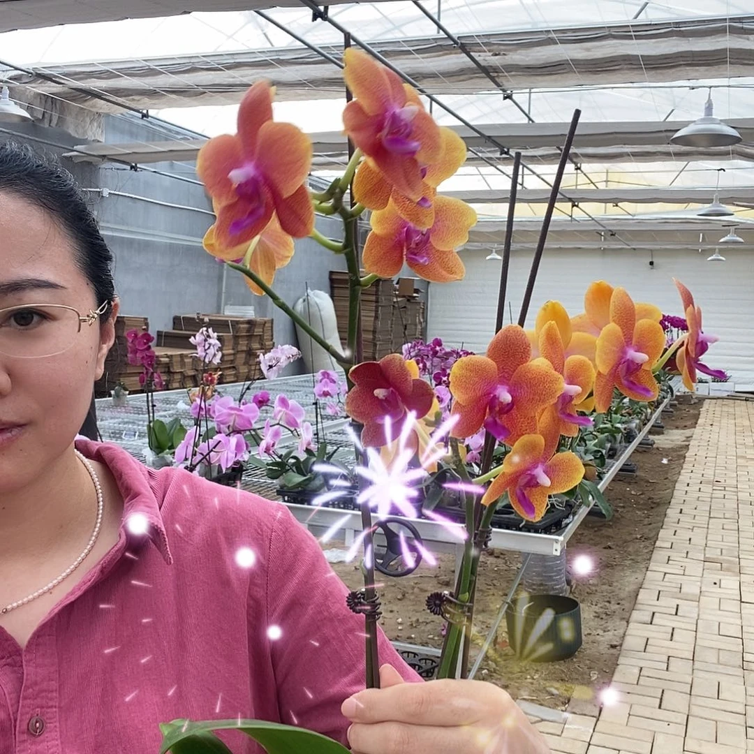 完全开放相恋3剑叶子瑕疵1棵
