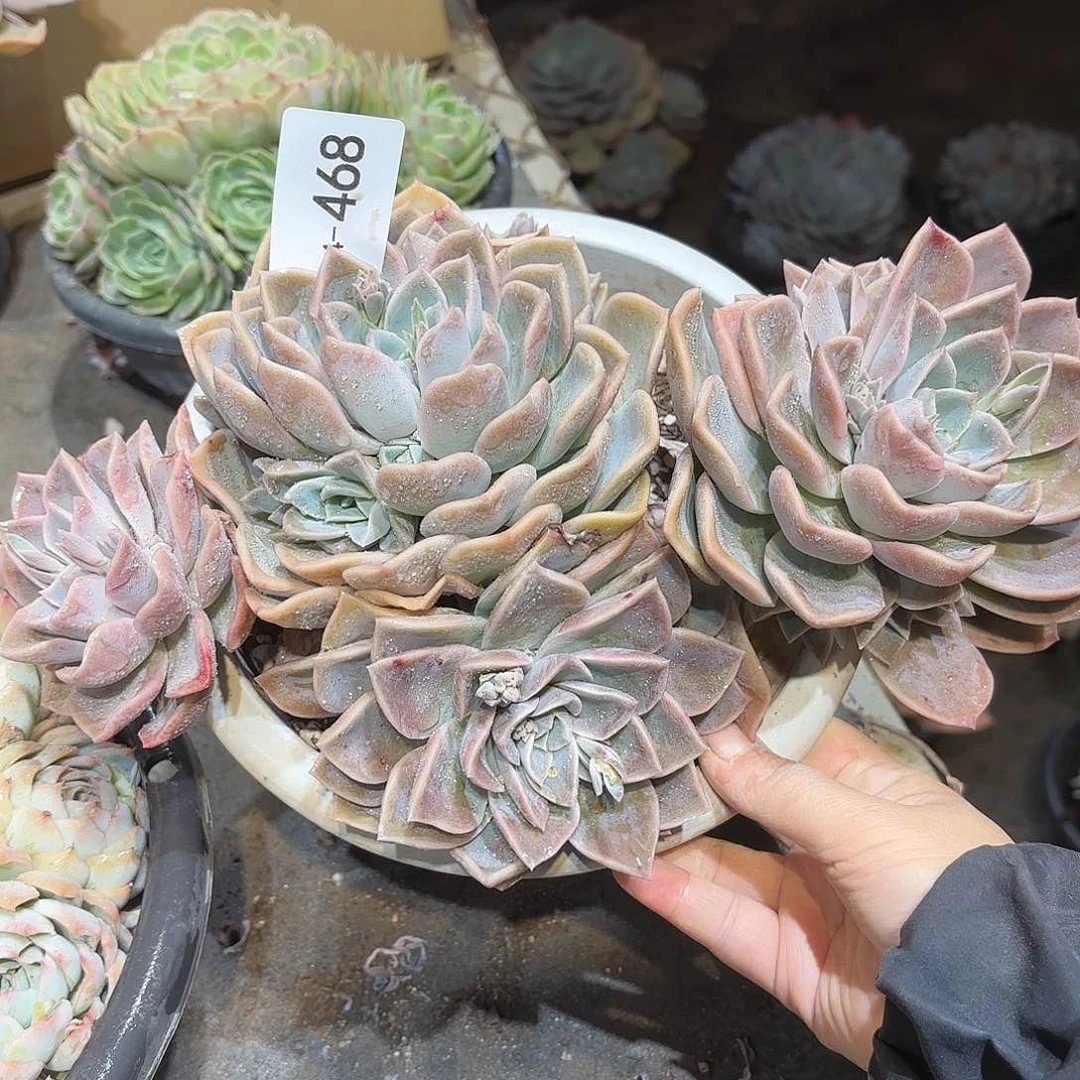 笑*同温层多肉哈利468