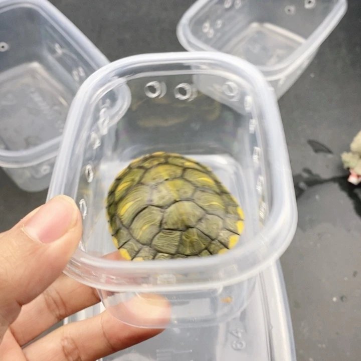 巴西彩龟母6666666