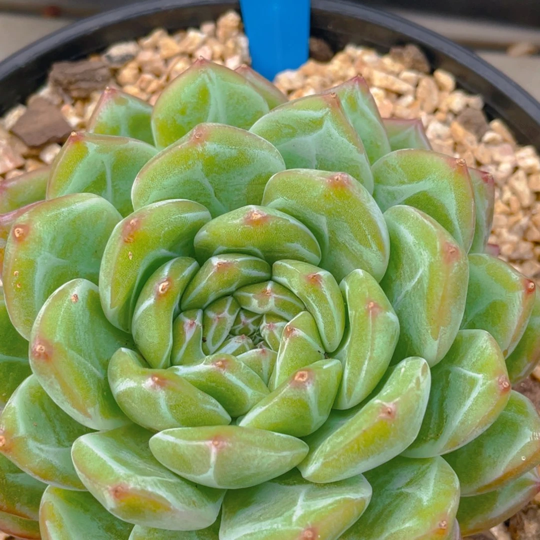 0615-3-雪花珍妮大单头一颗