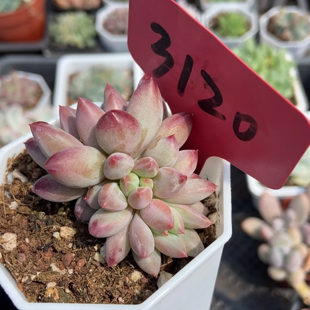 3120金鱼姬多肉植物保护