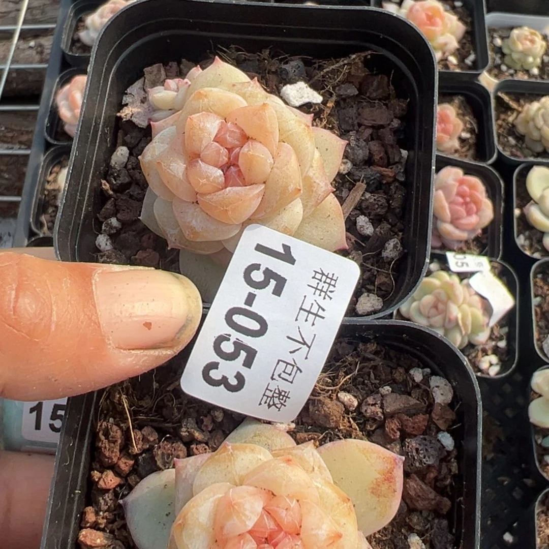 大*丽小卡拉米糖心一物一拍15-53