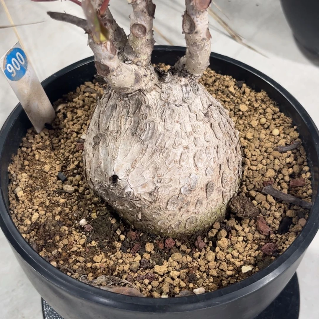 900奇异油柑带盆带土发货