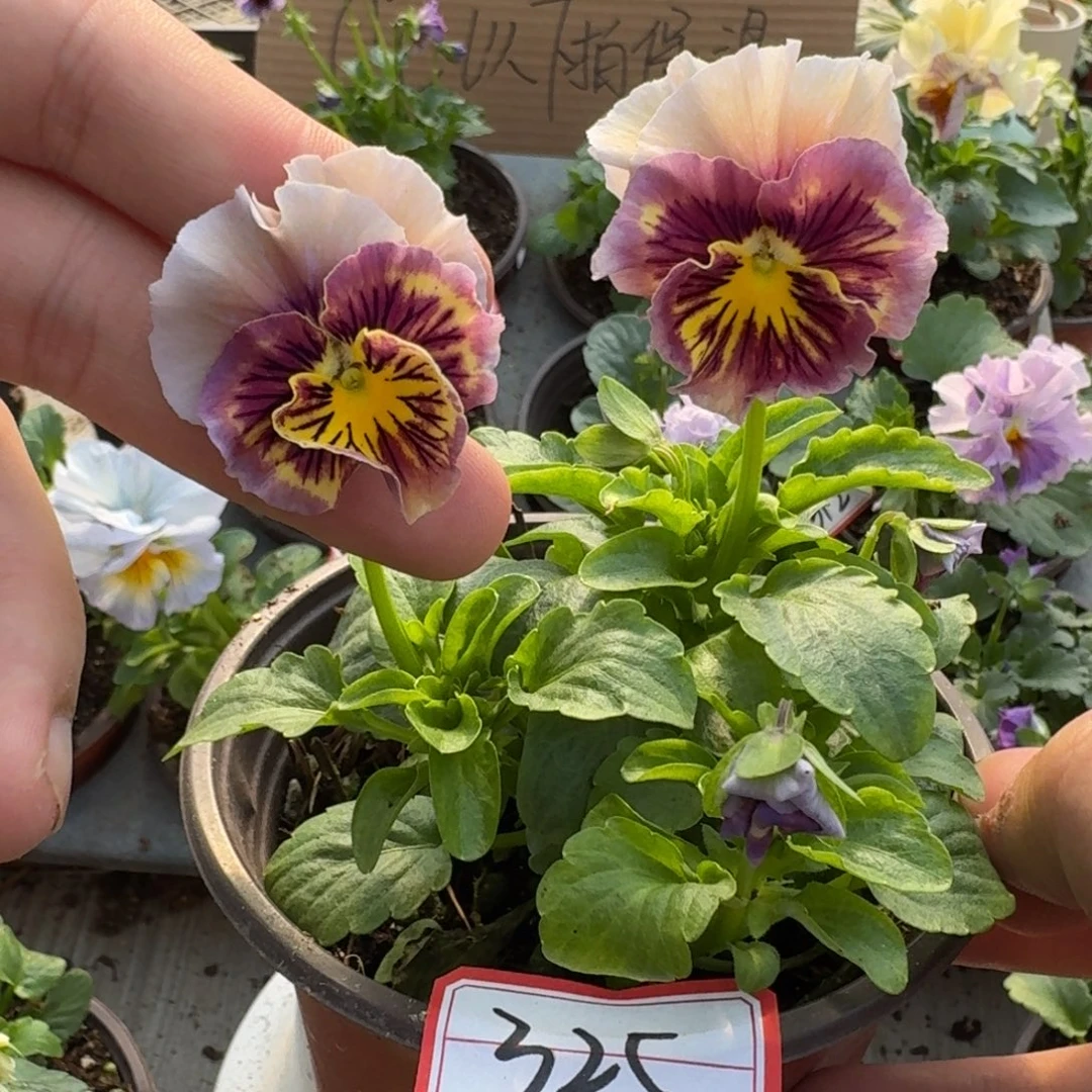 大部分花苞少量开放325