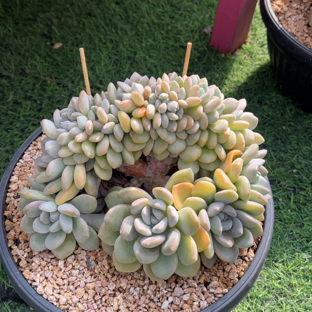 白露树缀一物一拍
