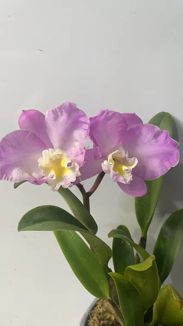 卡特兰圣诞玫瑰 粉色大花朵 盆栽兰花 易养护