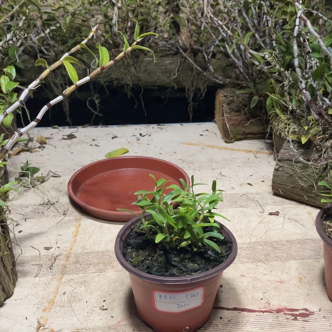 22霍山米斛育苗杯一棵