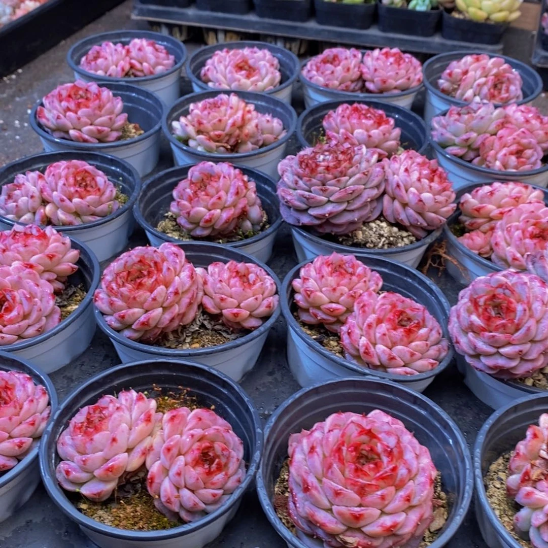 012多肉植物保护研究所所长