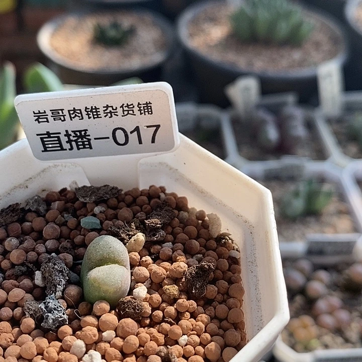 AP种源温莎城堡风铃
