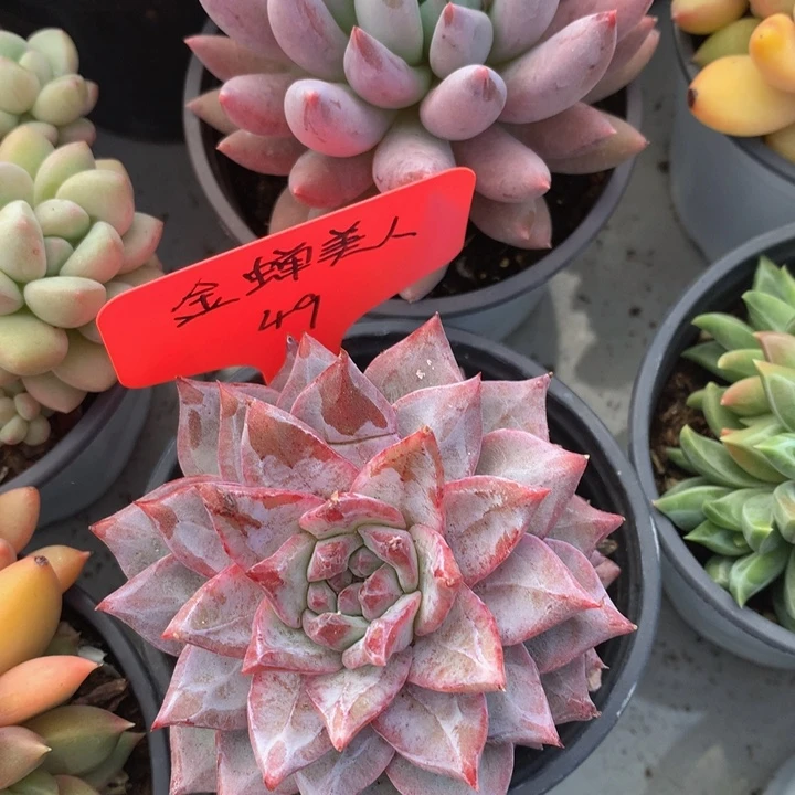 多日子和欧7327733773