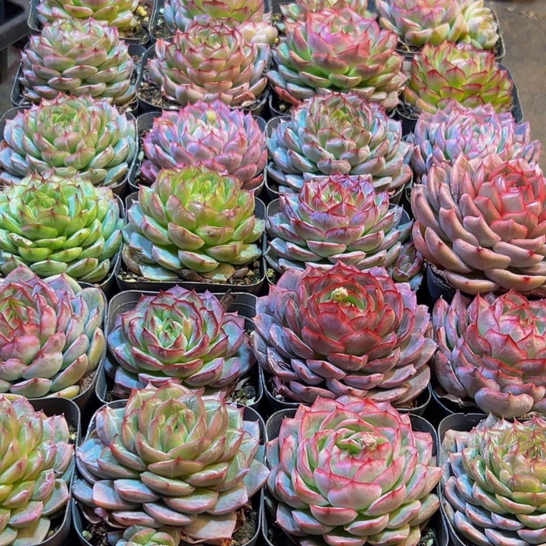 你***孩511多肉葡萄的味道是真的