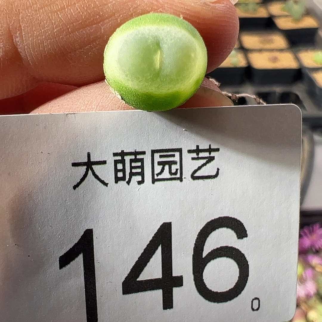 一物一拍。         146
