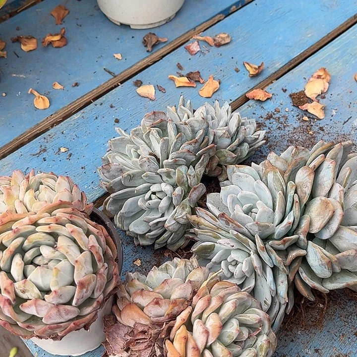 橙子4颗30多肉植物