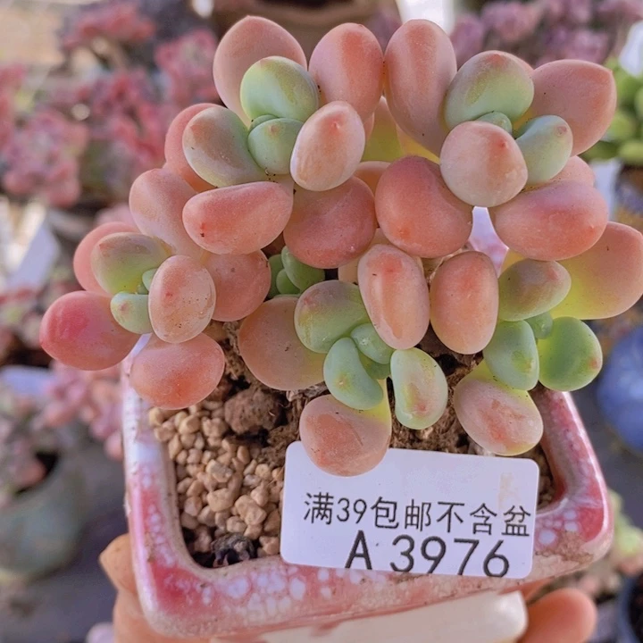 橘子香水洛神8cm3979点人气