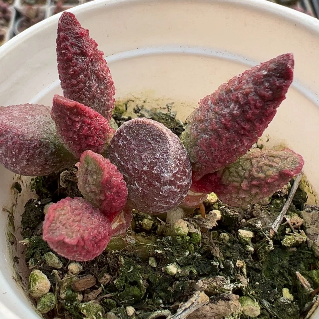 实生新品多头纯木质桩多肉植物水泡