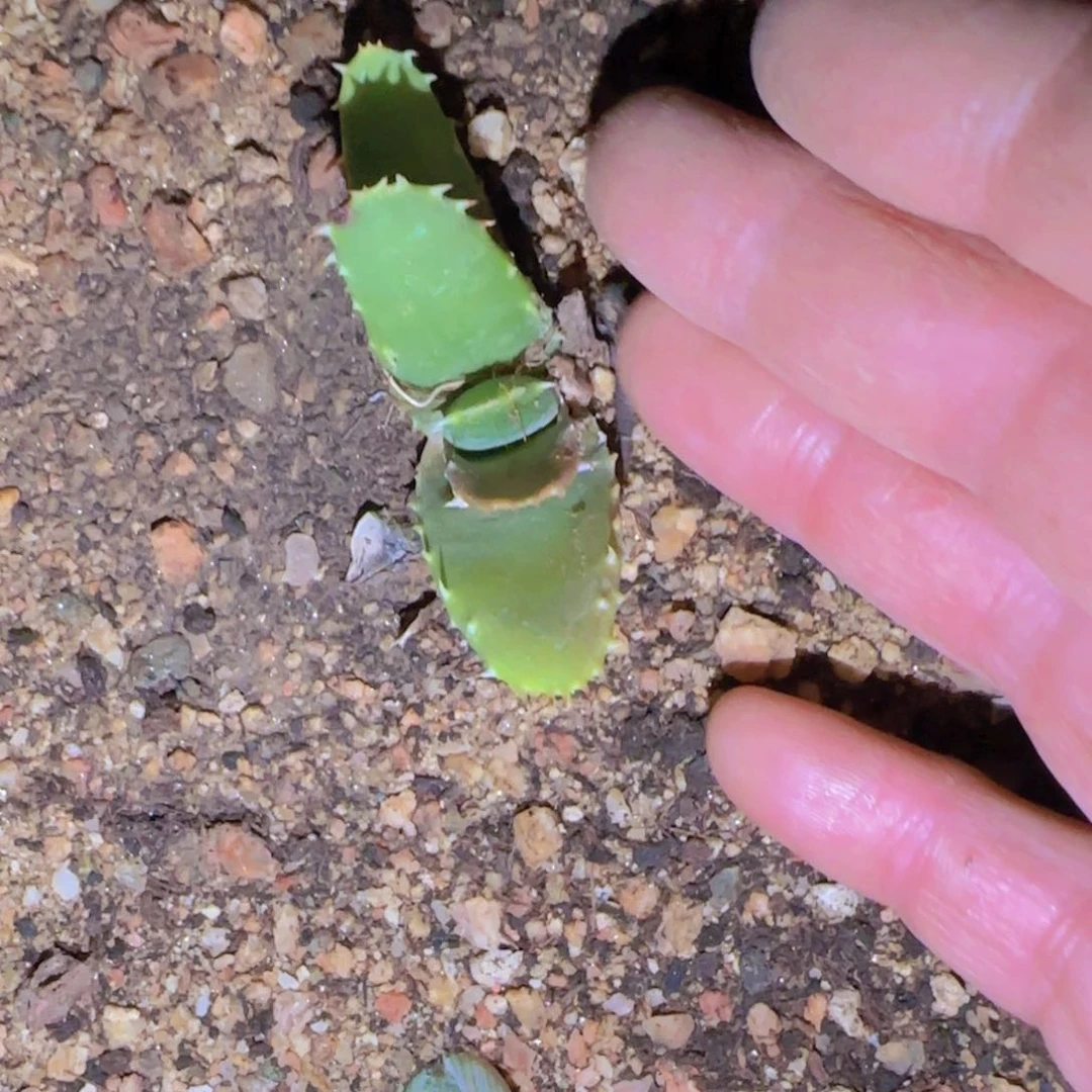 乐*块根植物块根植物块根