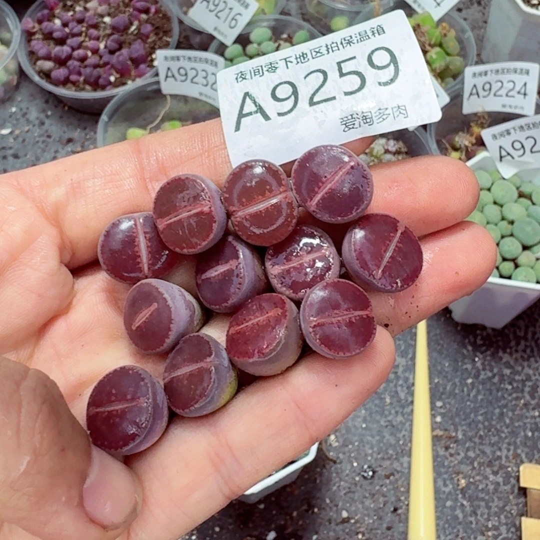 9259––零下地区需拍保温箱