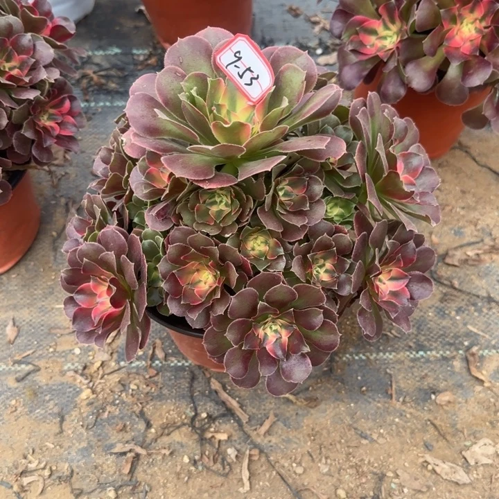 9-53香妃多肉不包售后