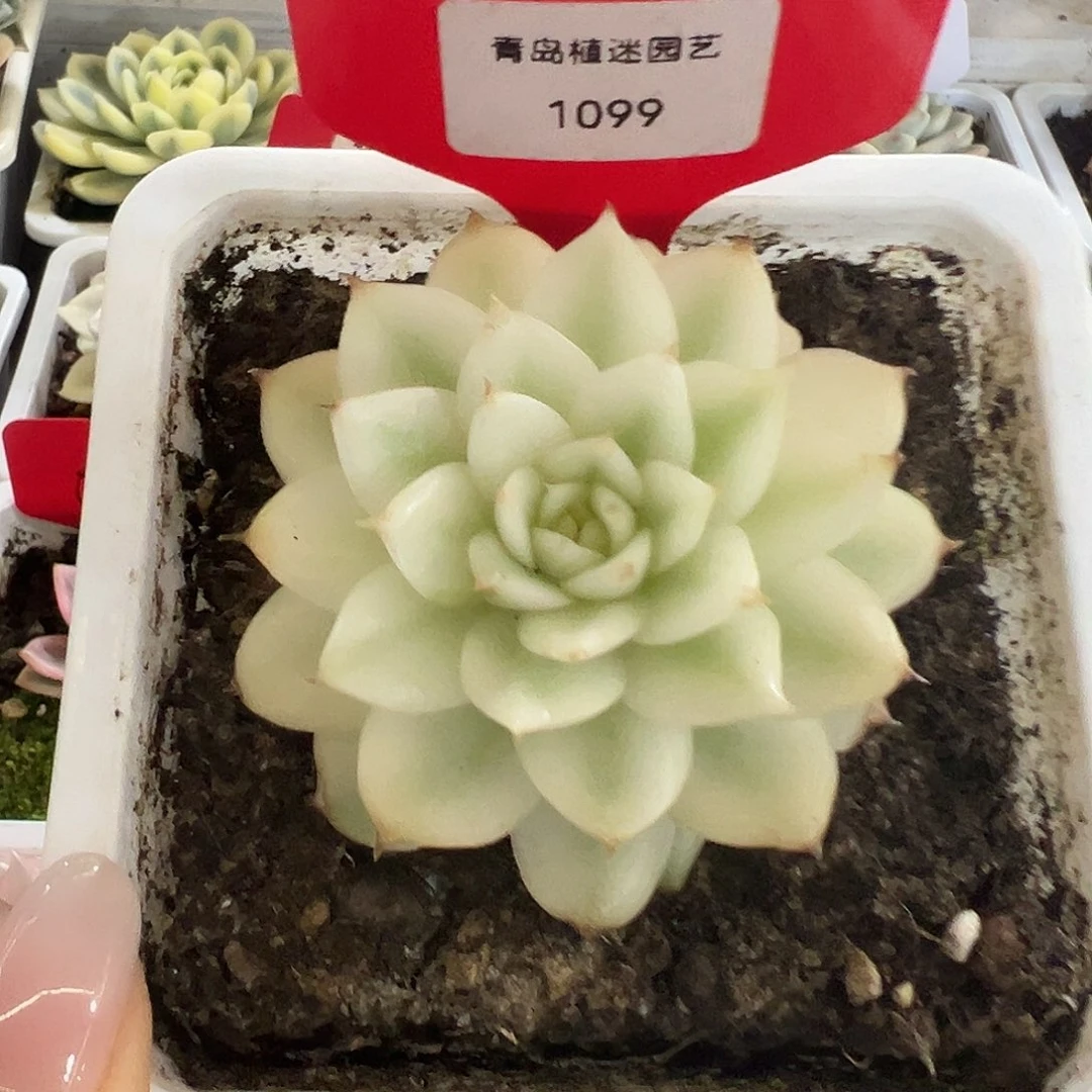 不开花植物1099黑水晶大宽锦多肉