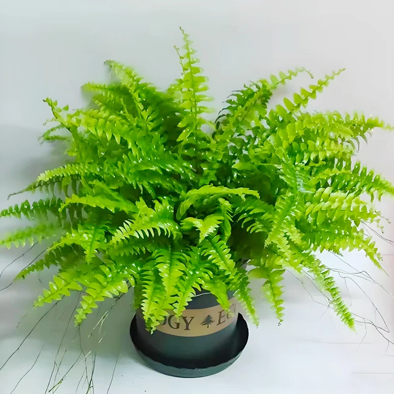 富贵蕨肾蕨多年生盆栽耐阴室内阳台观叶绿植花园植物
