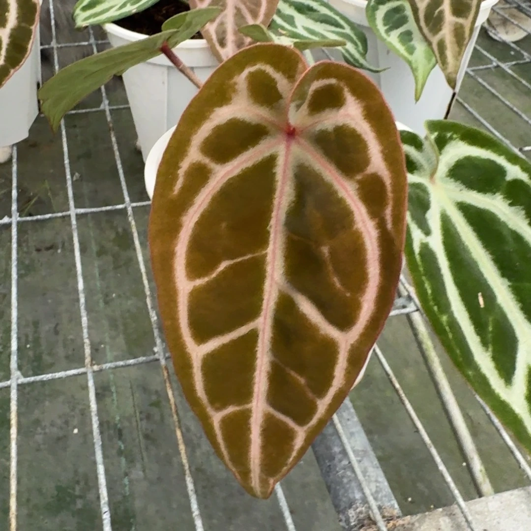 不开花植物红水晶杂银色面纱