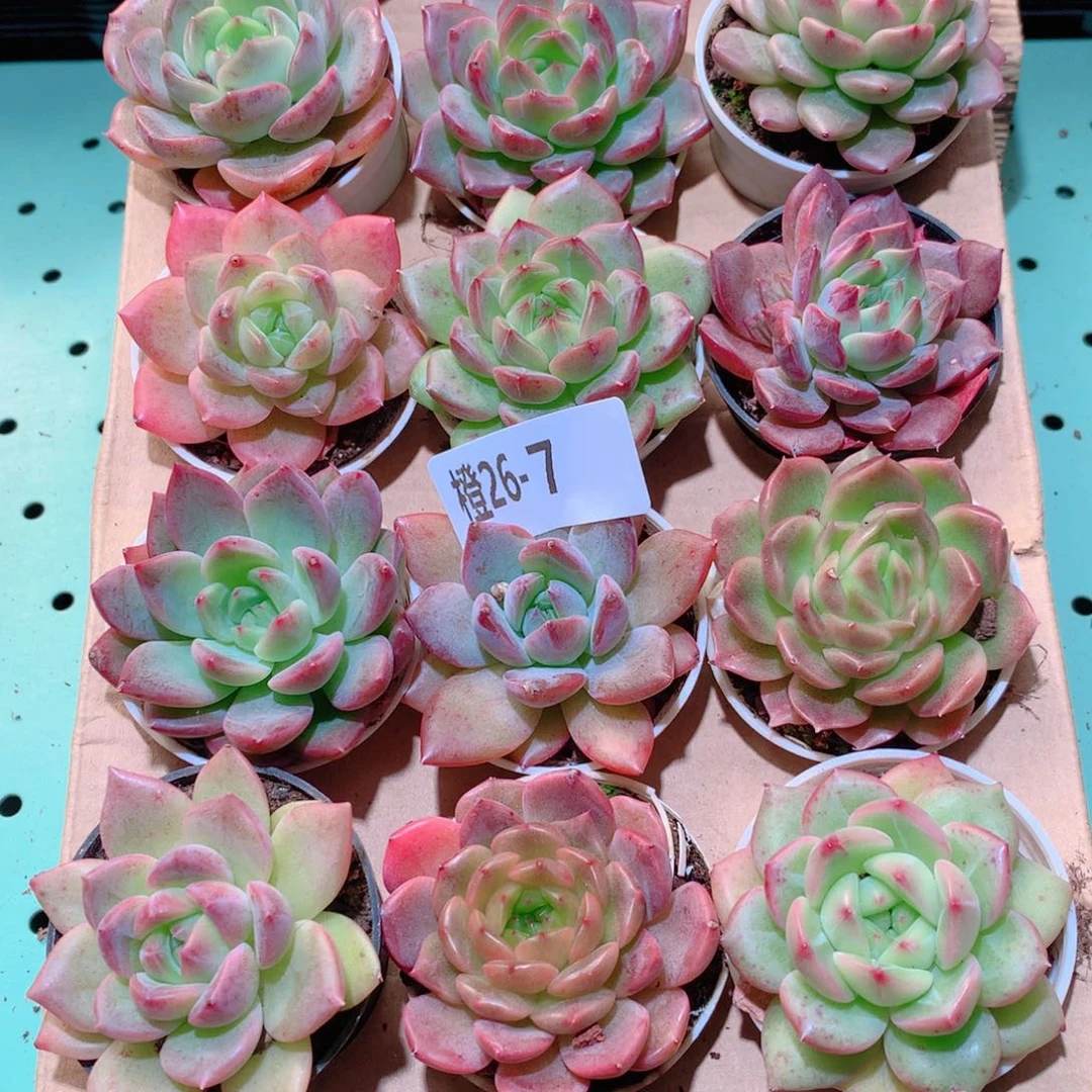 26-7一物一拍多肉带盆18颗