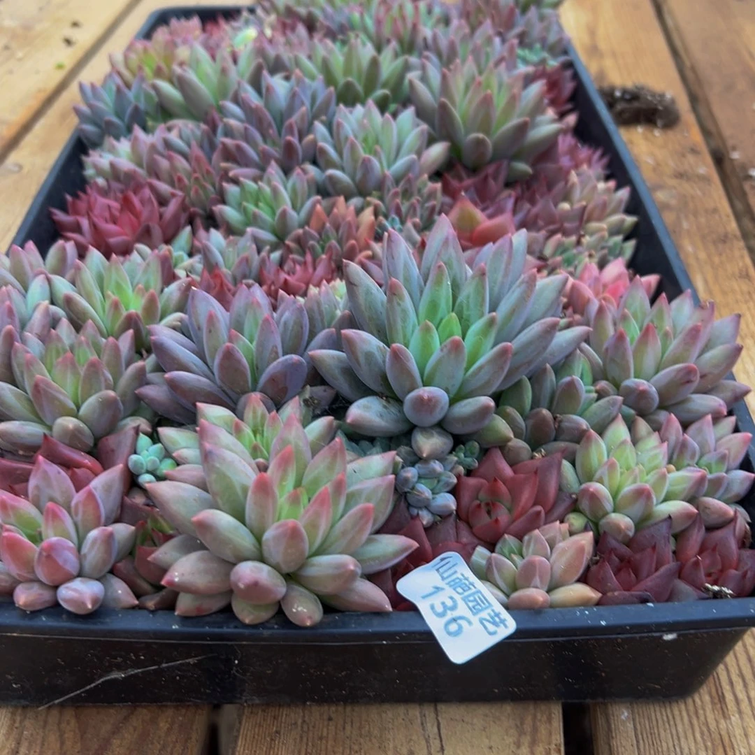 静***霞136多肉葡萄的价格是多少啊哈哈哈