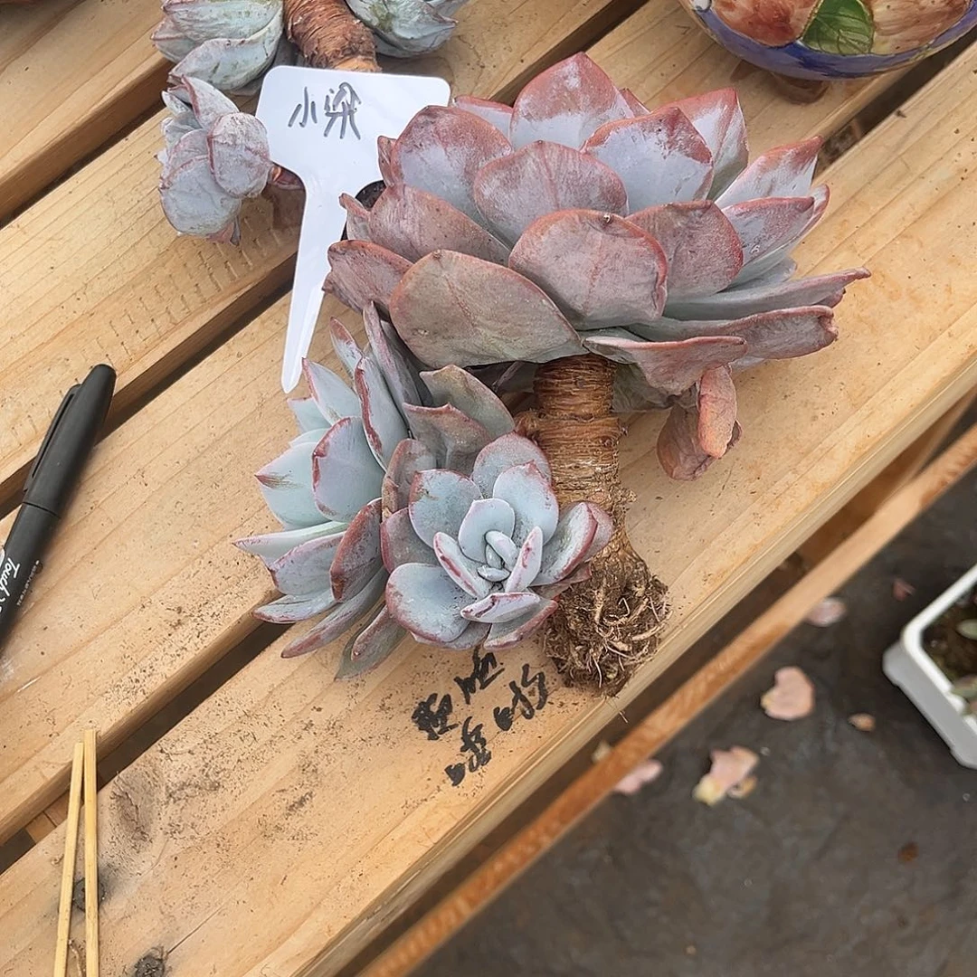 小***睡小梁姐姐的奶茶老桩