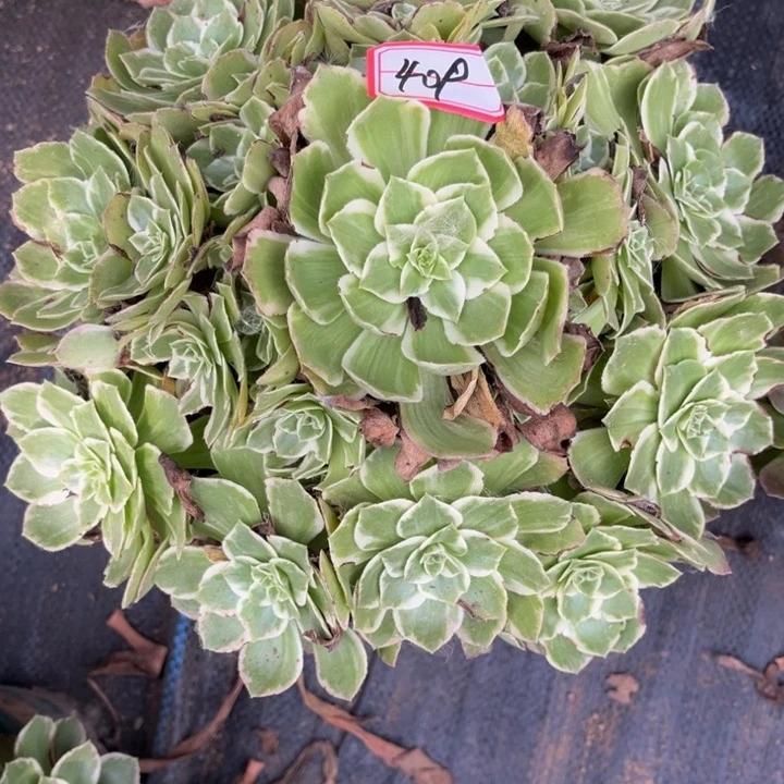 新***雅409海王多肉植物法师