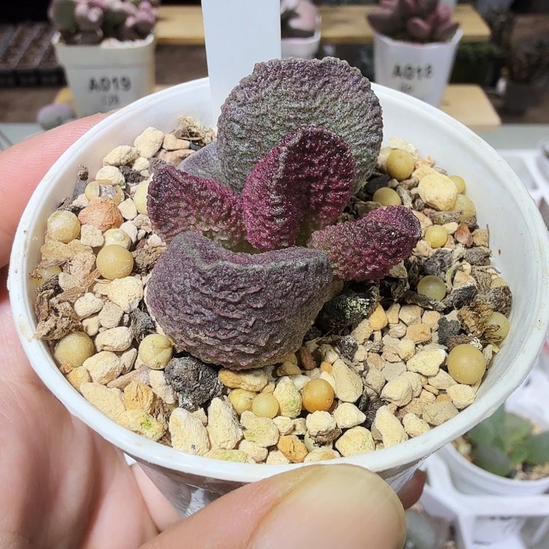 实生新品水泡多肉植物