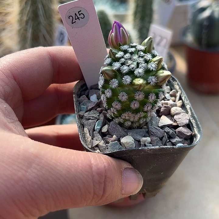 变***龙245号实生克氏丸一颗