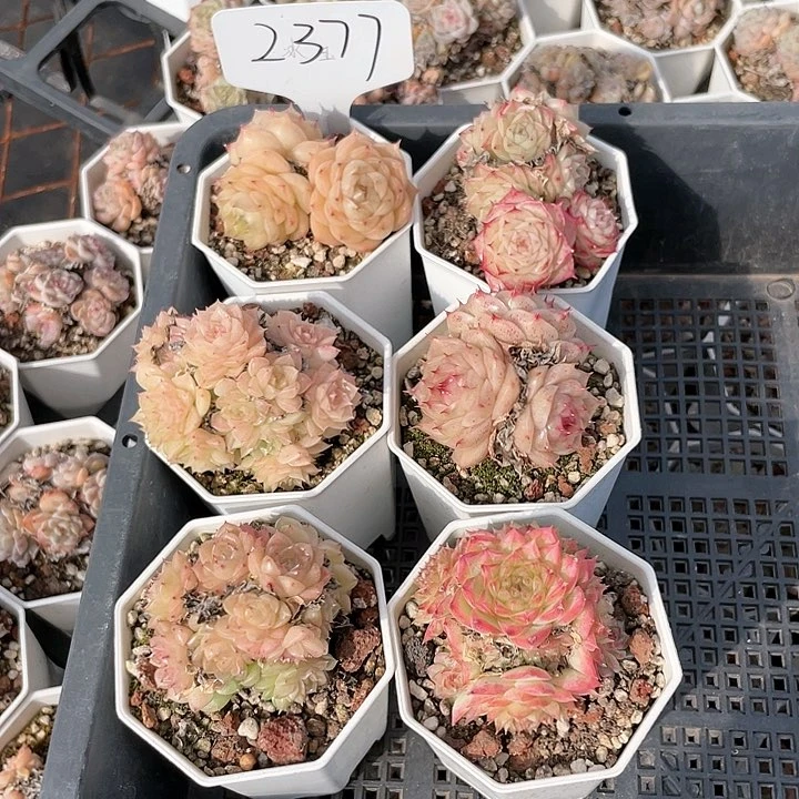 薇薇安园艺多肉2377