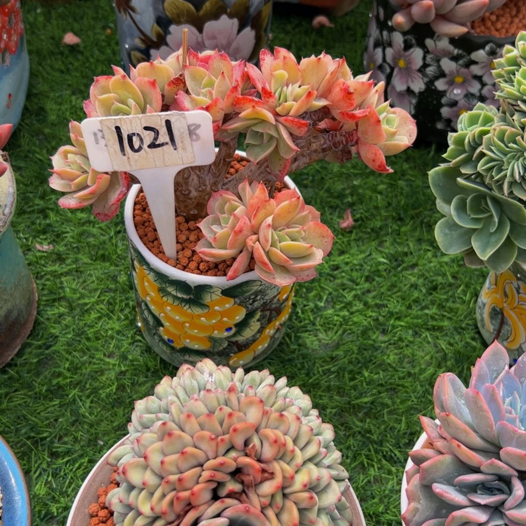 汉****?白雪公主缀多肉植物