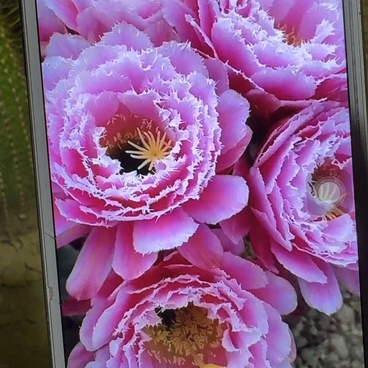 芸儿带根冠服7公分以上毛花柱