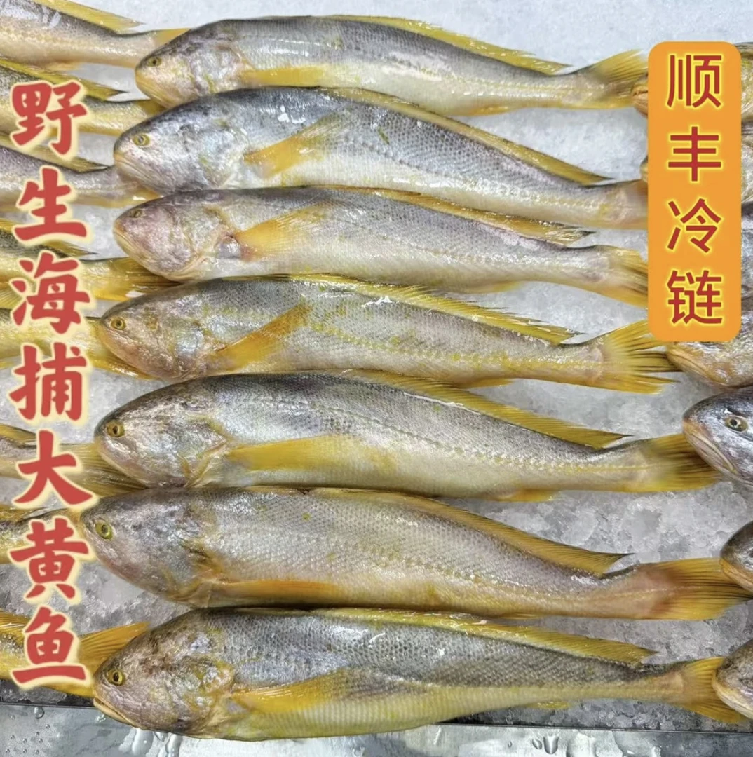 （鲜冻）野生黄鱼7两左右每条  到手8大条 连云港发货